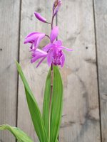 Bletilla striata hyacinthina