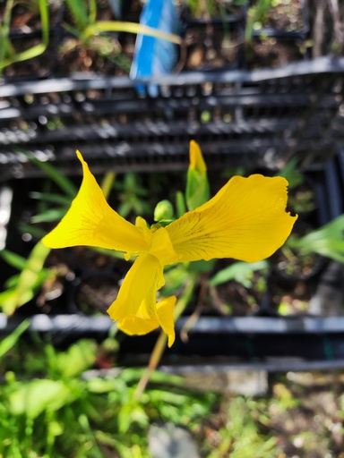 Iris Pseudacorus Variegata