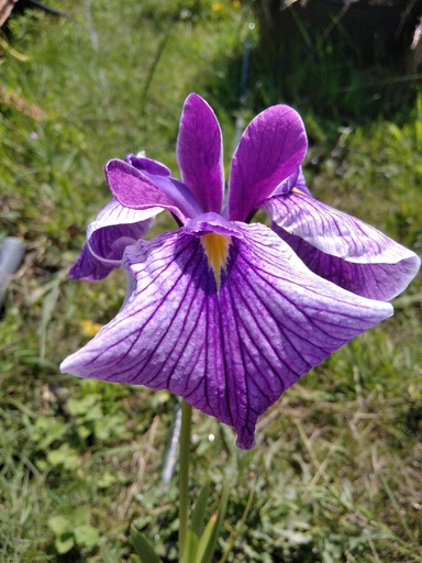 Iris Sibirica Sparkling Rose