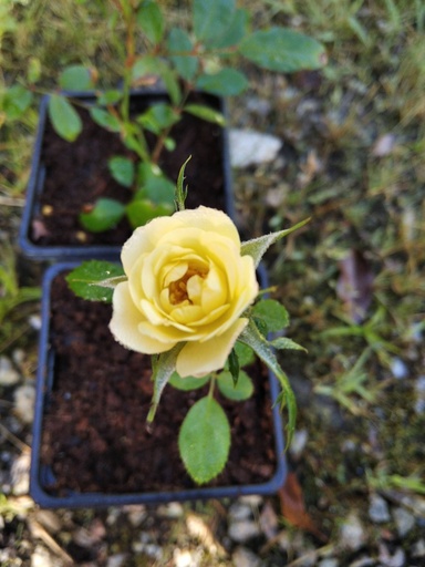 Rosal mini Fairy Yellow