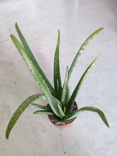 Aloe Vera, maceta 12 cm