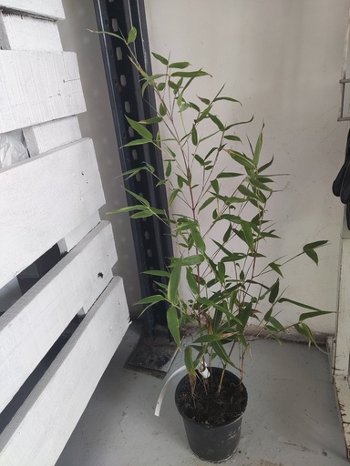 Bambú Phyllostachys auerosulcata