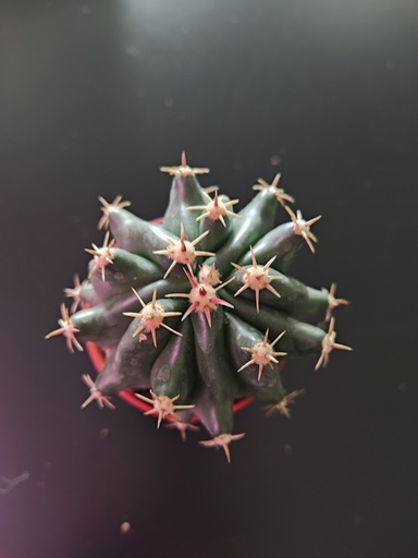 Cactus 3