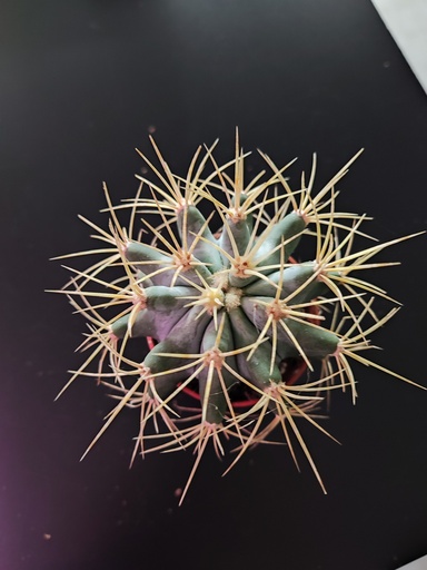 Cactus 9