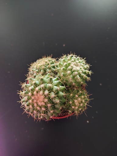 Cactus 19