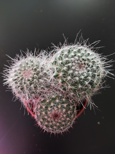 Cactus 20