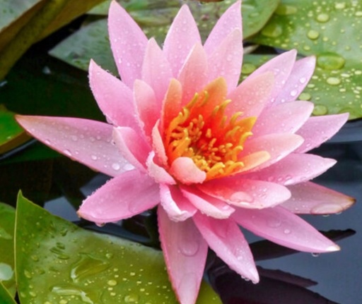 Nymphaea Pink